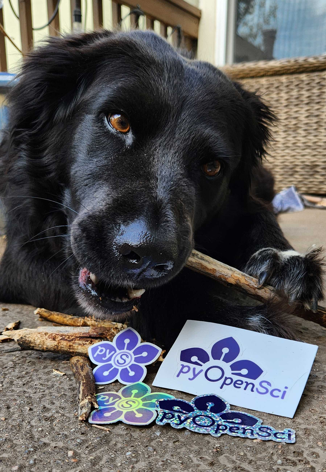 Image of a flat coated retriever chewing on a stick with a bunch of pyOpenSci stickers in front of her cut face. ' style='width: 70%;